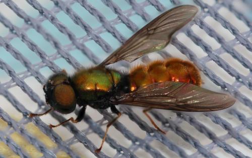 Chloromyia speciosa